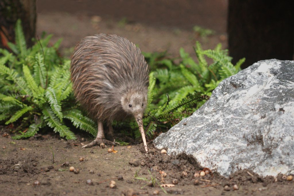 Kiwi de Mantell