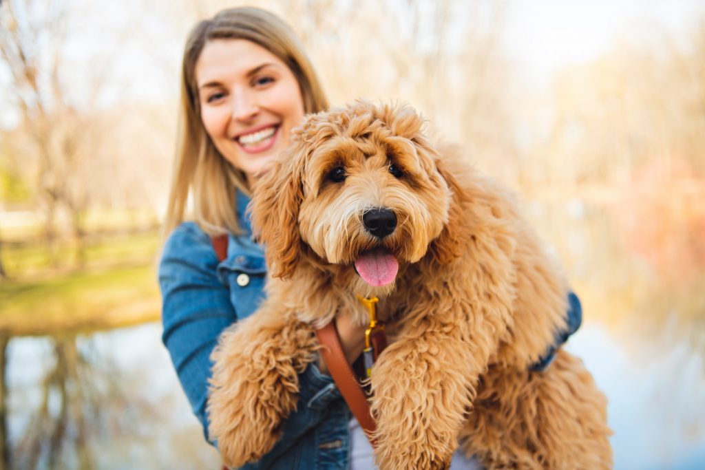 Labradoodle