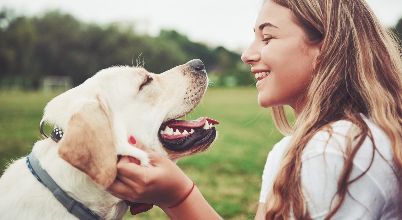 Assurance Labrador : nos conseils pour assurer votre chien