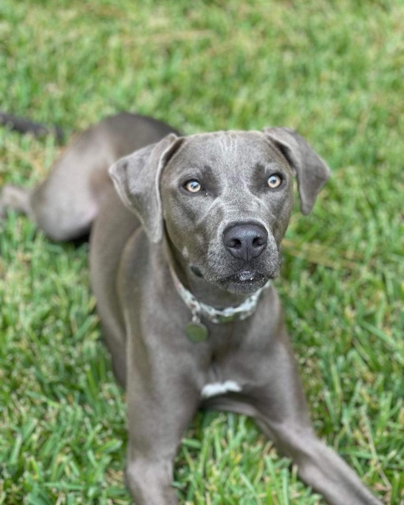 Chien Blue Lacy Dog