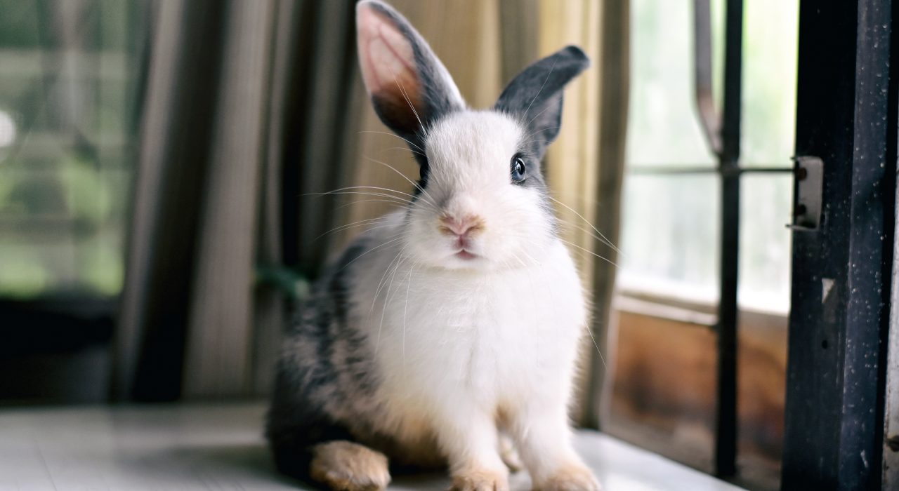Conjonctivite chez le lapin : causes, symptômes & traitement