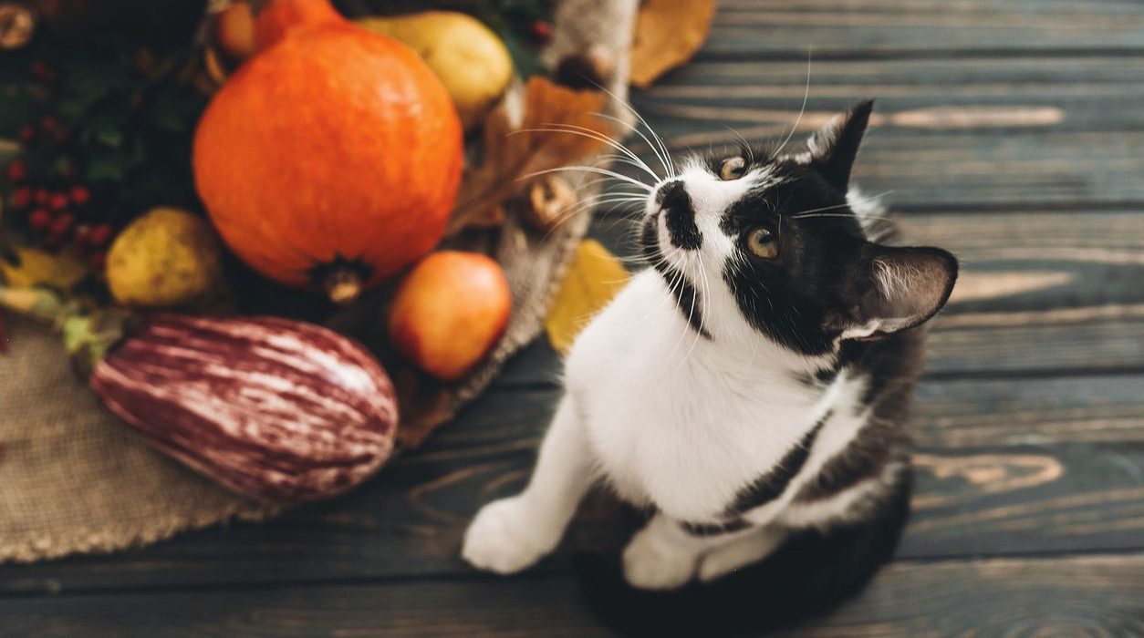 Légumes pour chat : quels légumes et quelles quantités