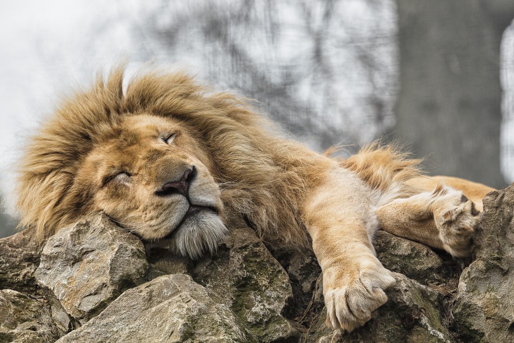 Lion qui dort