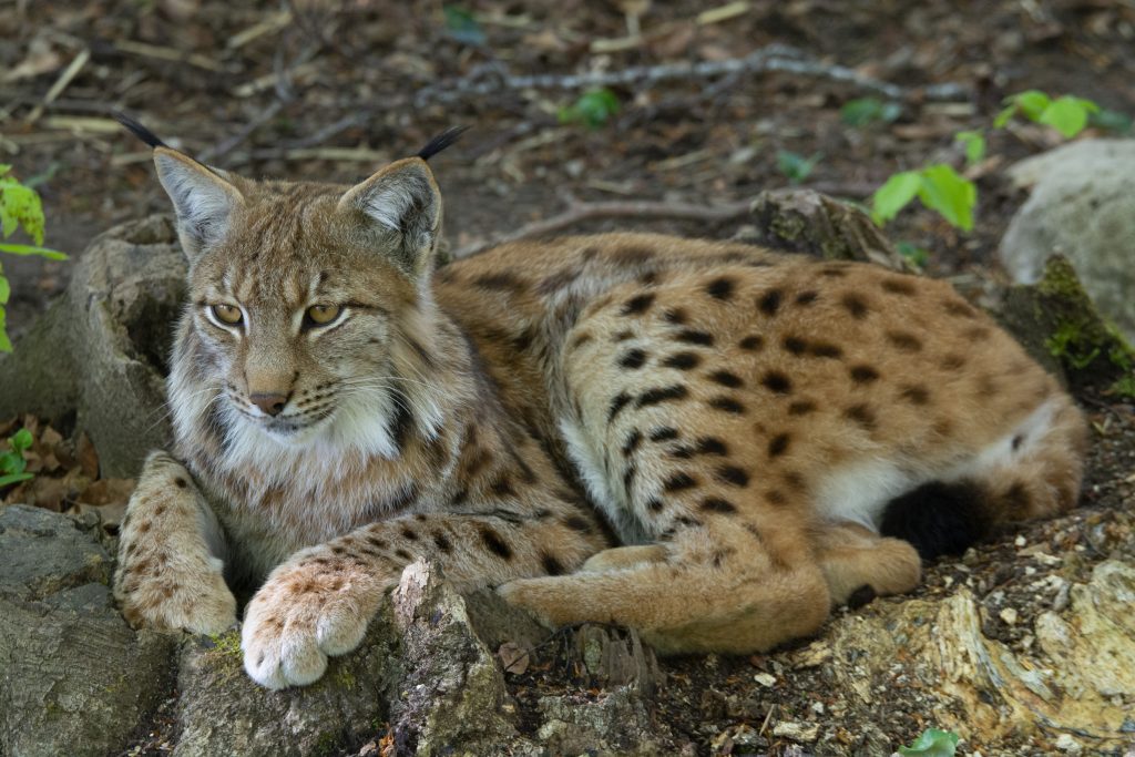 Lynx d'Eurasie