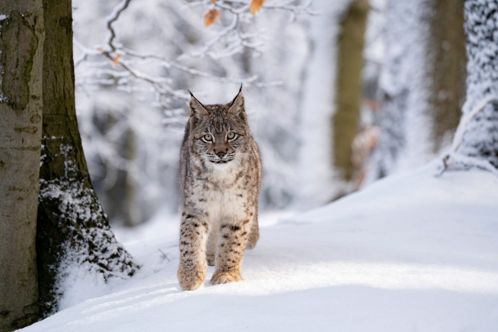 Lynx de Slovaquie