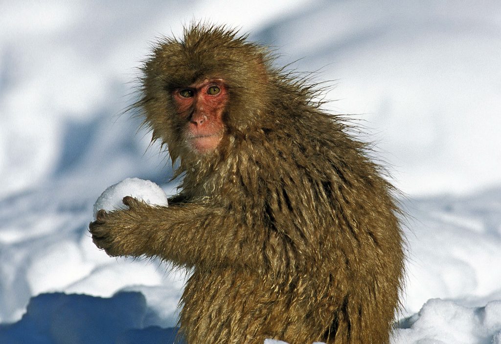 Macaque qui joue avec une boule de neige