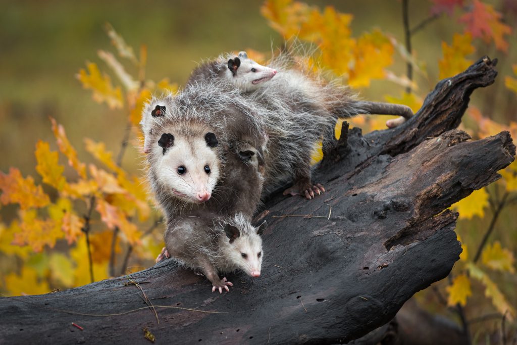 Maman sarigue avec ses petits