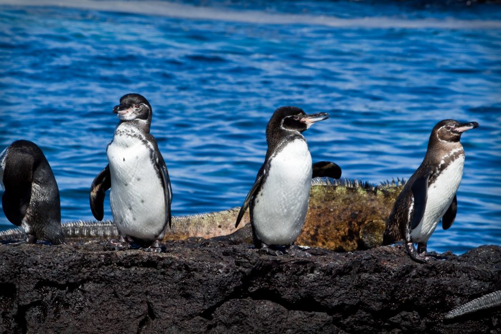 Manchot des Galápagos