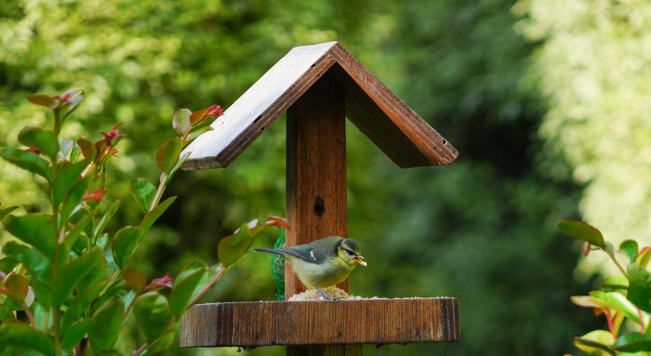 Nos astuces pour attirer les oiseaux dans votre jardin