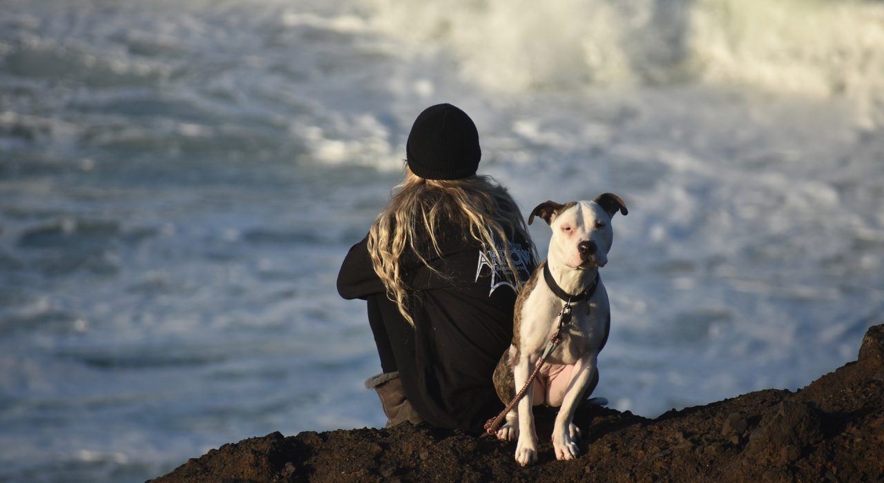 Voyager à l’étranger avec son chien : Guide complet
