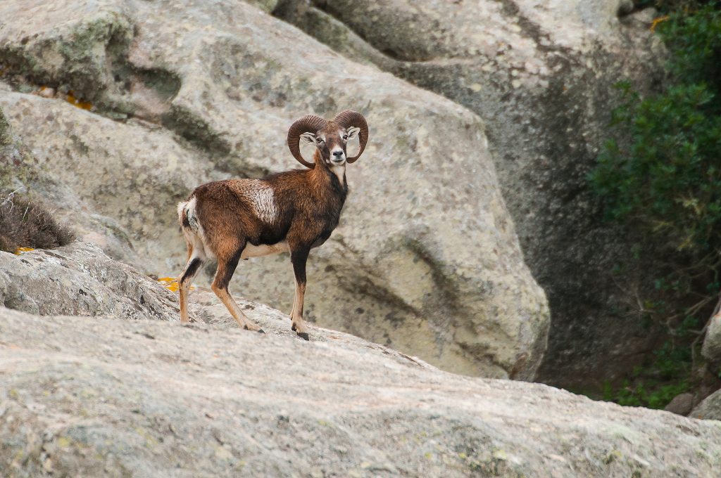 Mouflon des Alpes
