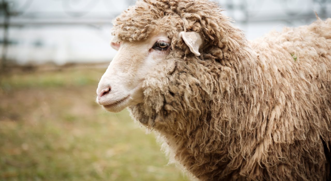 Adopter un mouton : ce qu’il faut savoir