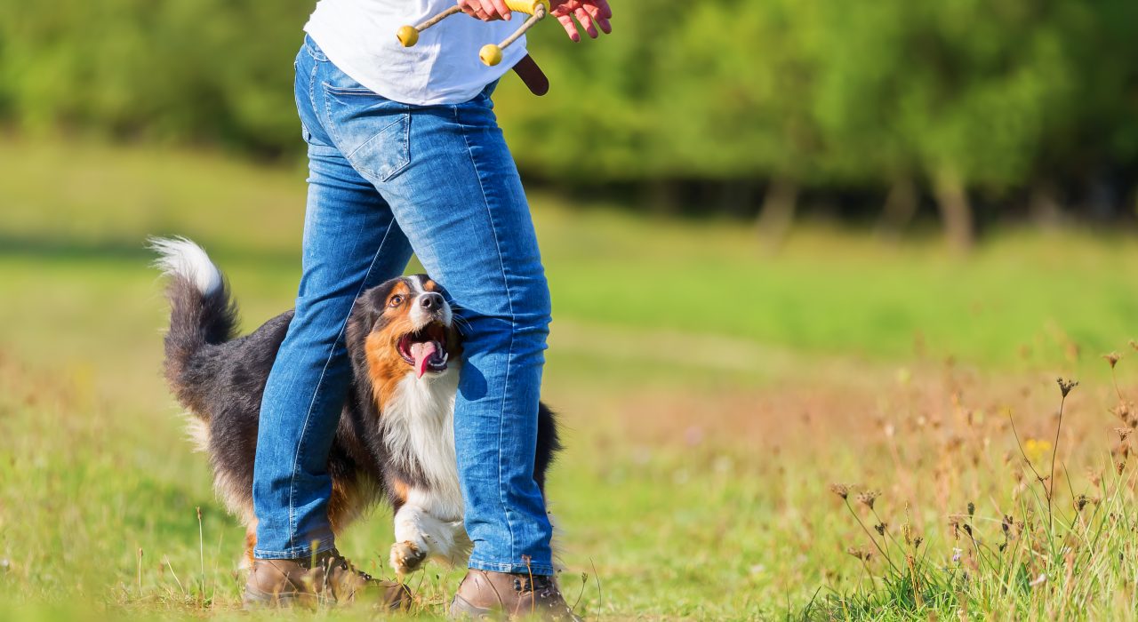 Pratiquer l’obé-rythmée avec son chien