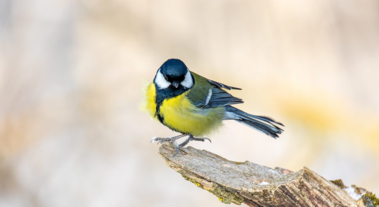 20 oiseaux les plus observés dans les jardins en France