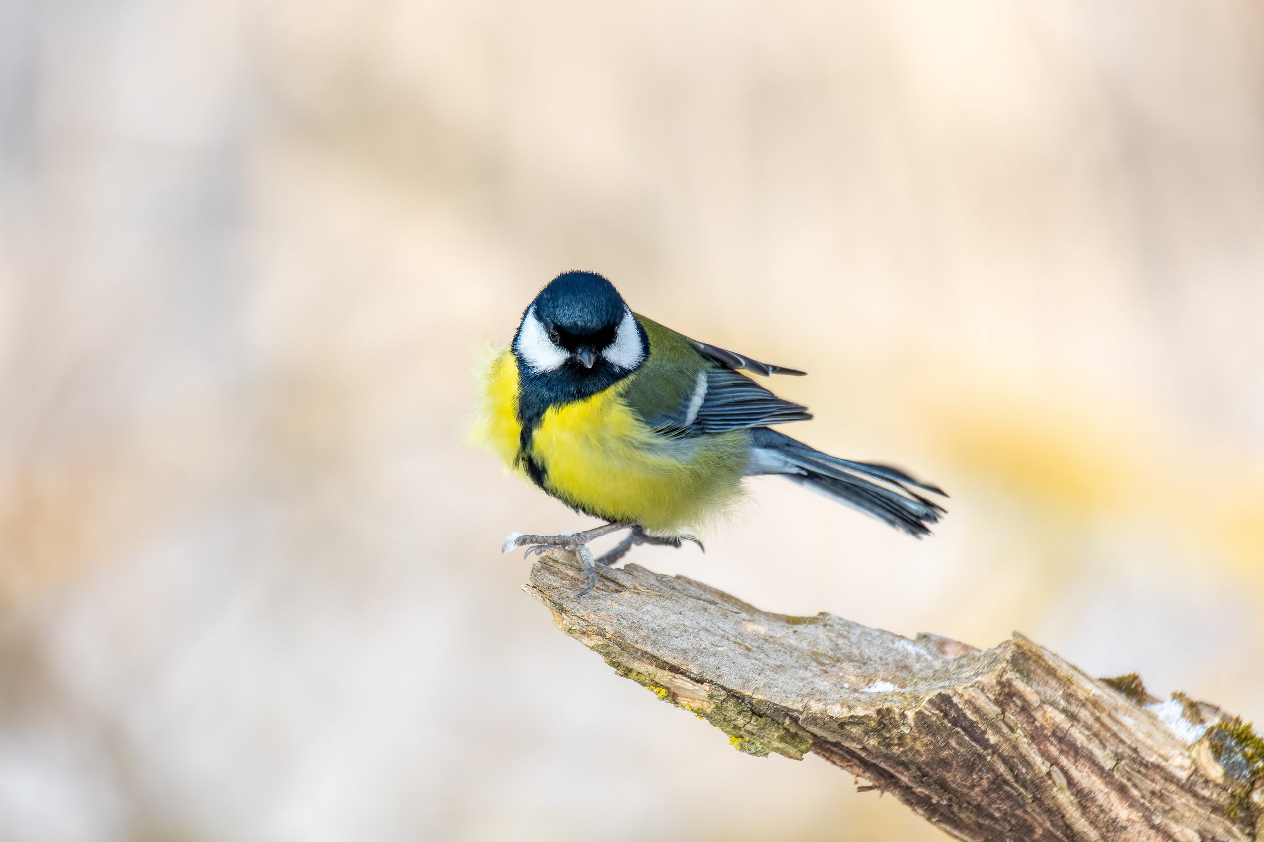 Oiseaux du Jardin Top 20 des esp ces les plus courantes