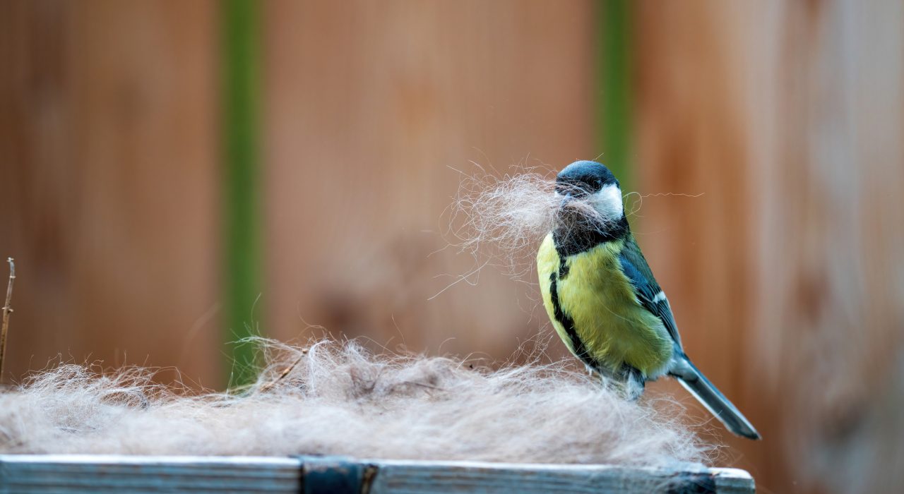 Les poils de chien pour des nids d’oiseaux : bien ou mauvais ?