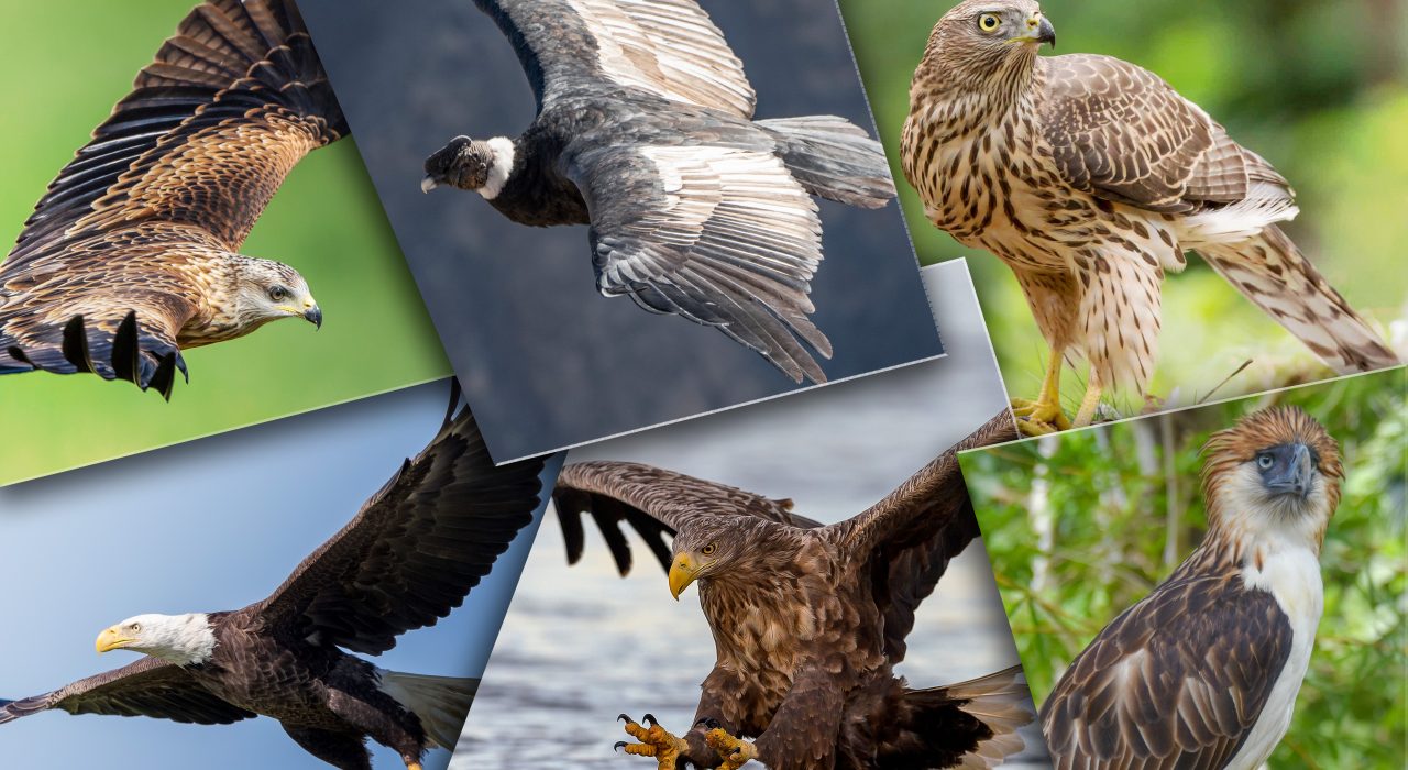 Oiseaux rapaces : découvrez 16 des espèces les plus dangereuses