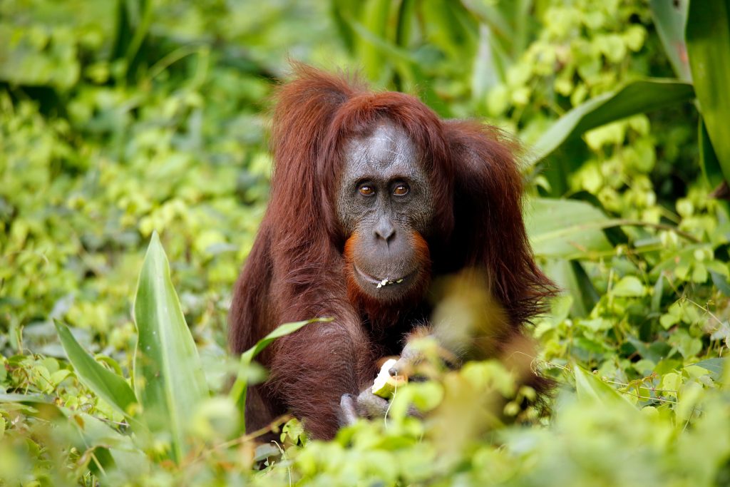 orang-outan de Malaisie