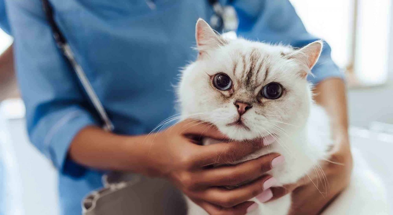 Ostéopathie pour chat : Tout Savoir sur cette médecine naturelle