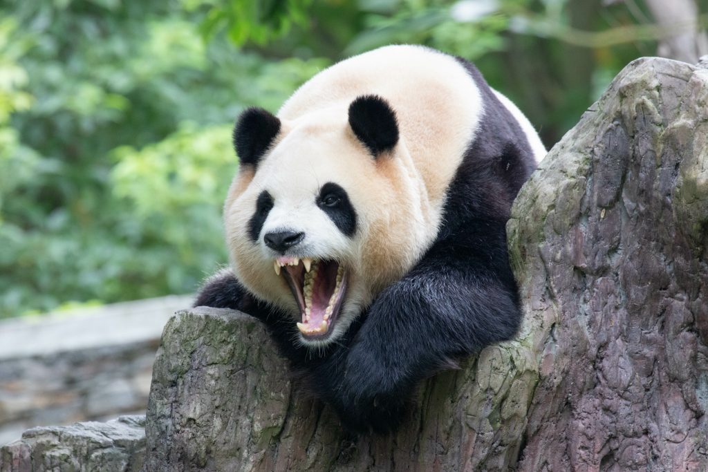 un panda intimidant et agressif