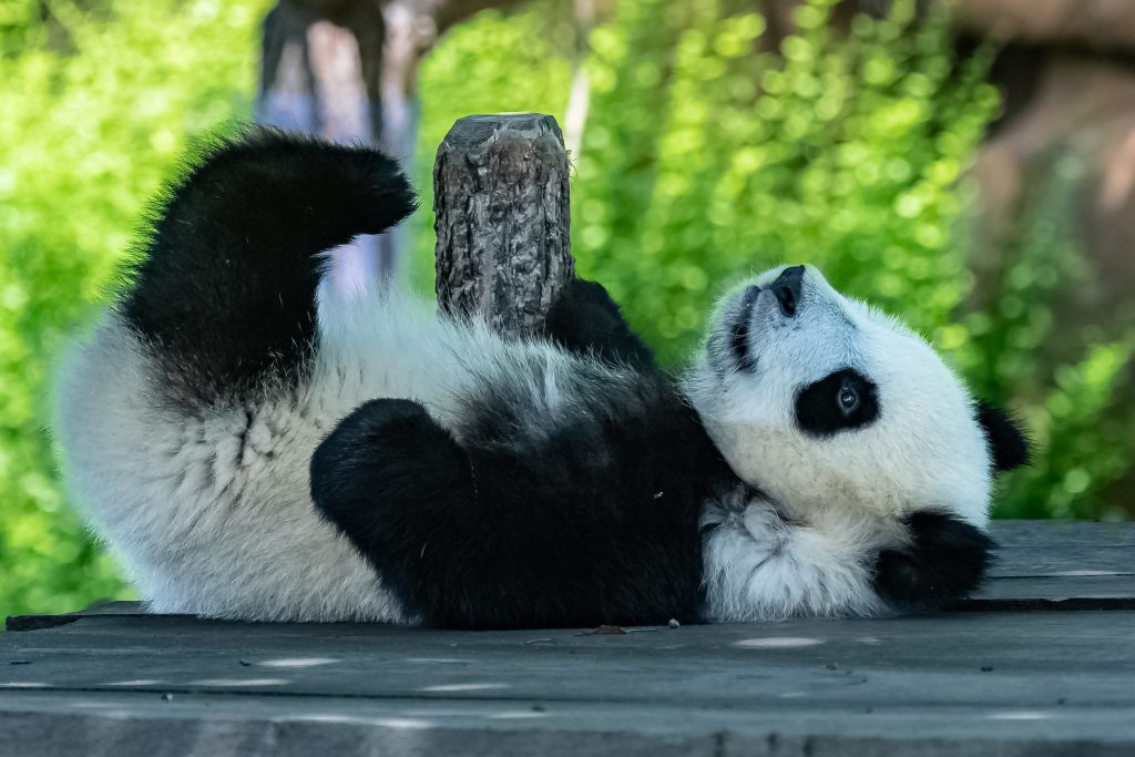 panda qui joue