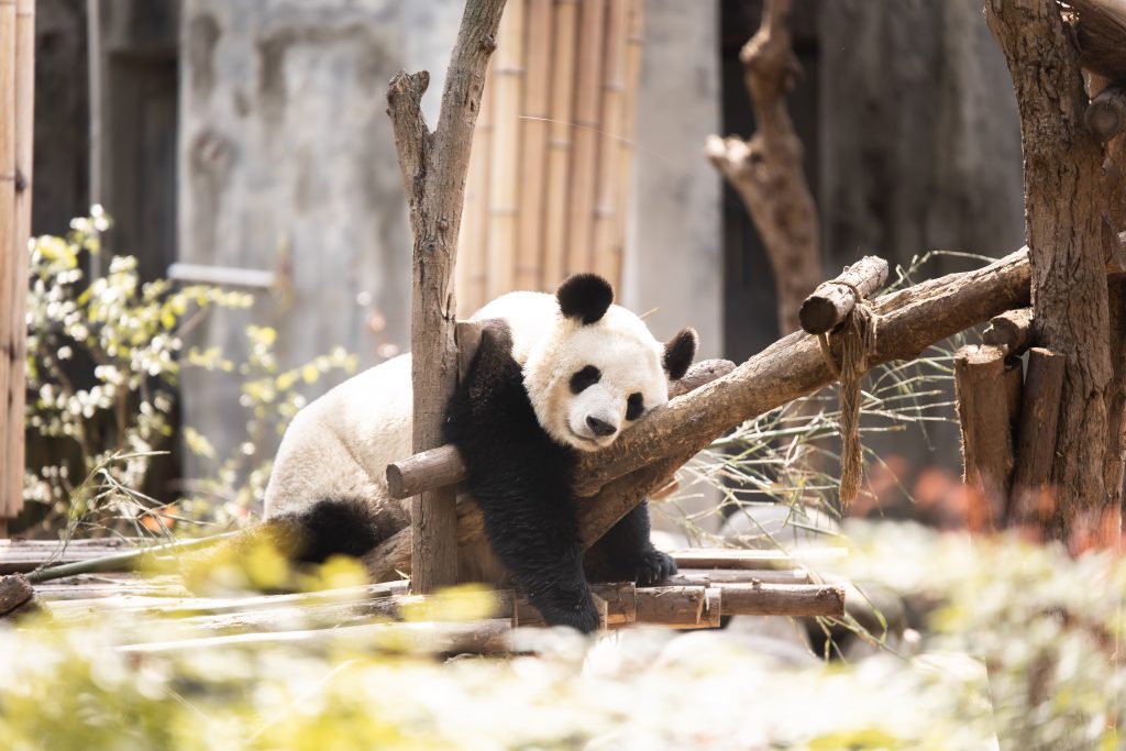 Un panda géant qui se repose