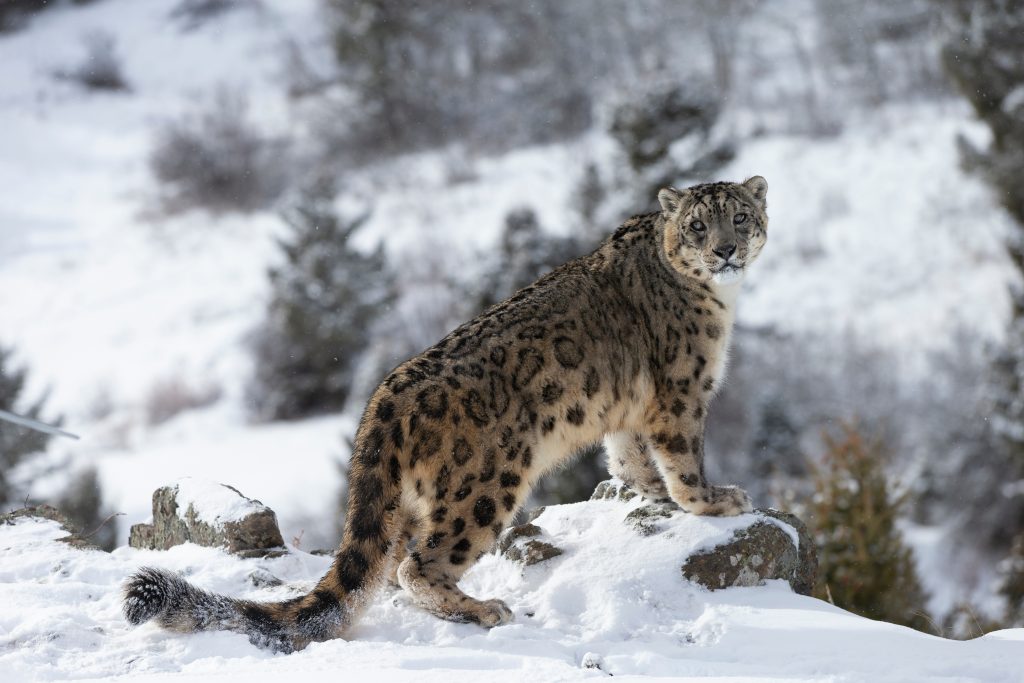 Panthère des neiges