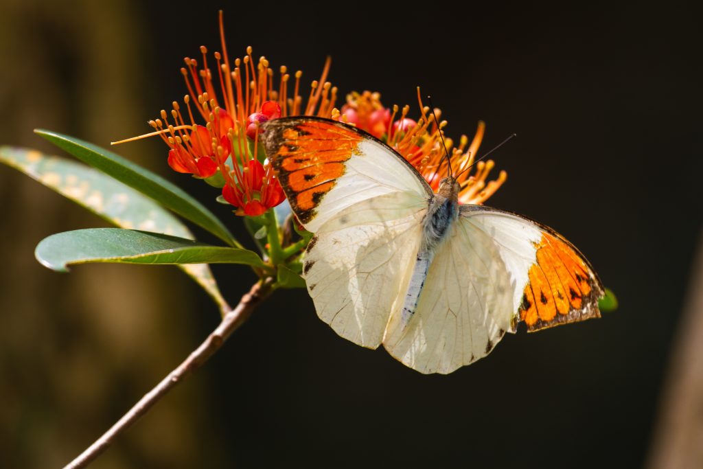 Papillon Hebomoia glaucippe