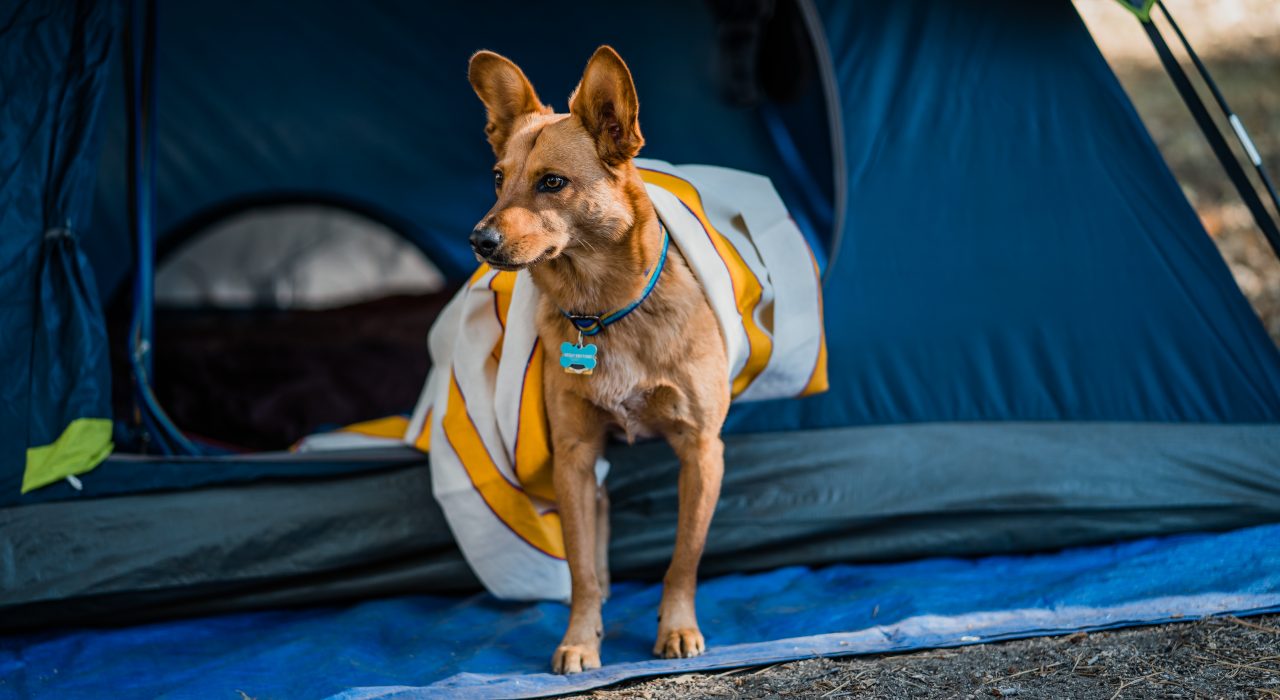 Partir en camping avec son chien : conseils & astuces