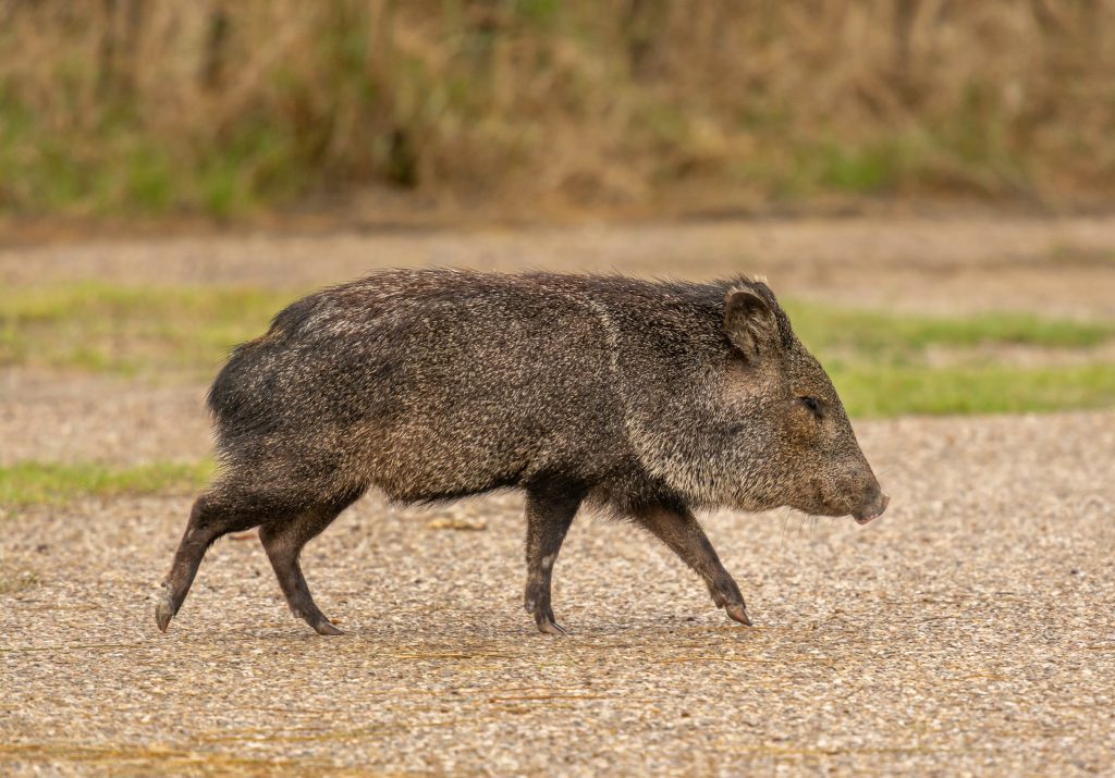 cochon pécari