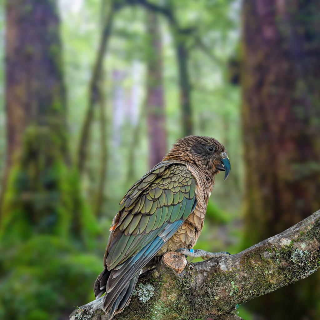 kakapo