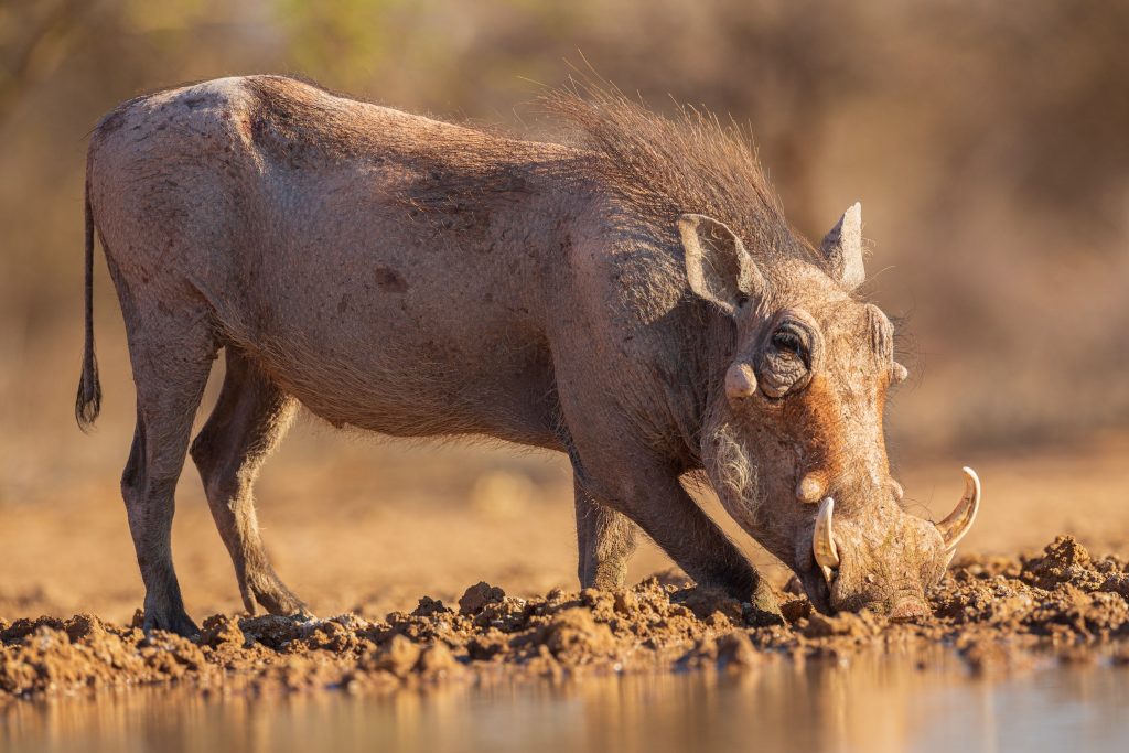 cochon phacochère