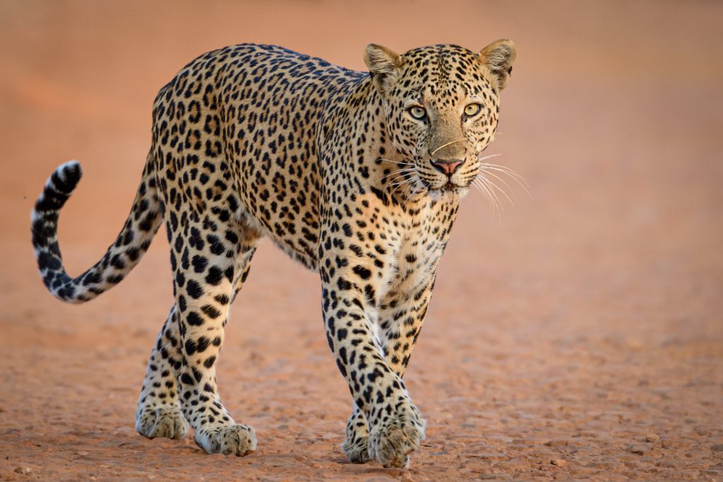 Portrait léopard