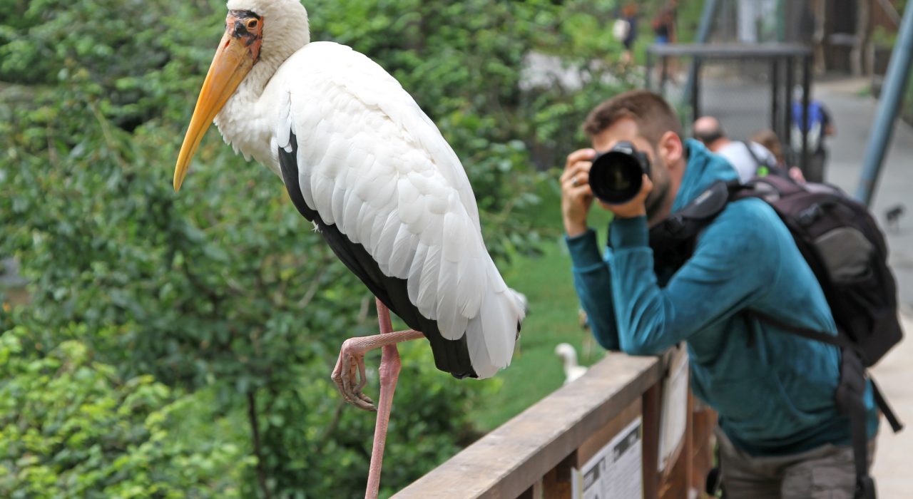 Réussir ses photographies dans un Zoo