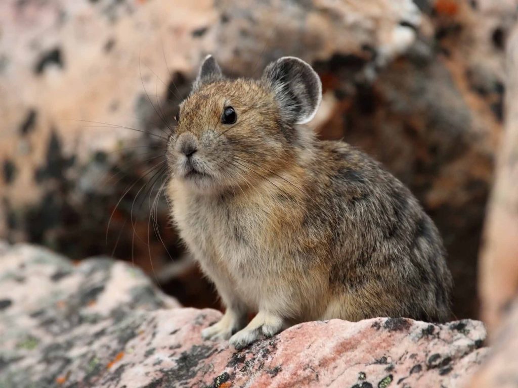 Pika de Chine