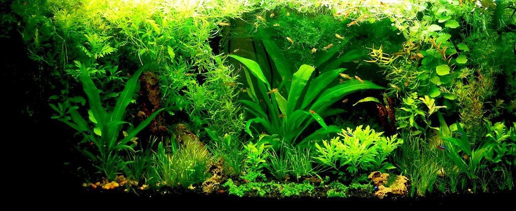 minkissy Lot de 6 pots de plantes aquatiques à anneaux fixes pour plantes  flottantes d'aquarium - Décoration botanique vivante - Racine rouge 