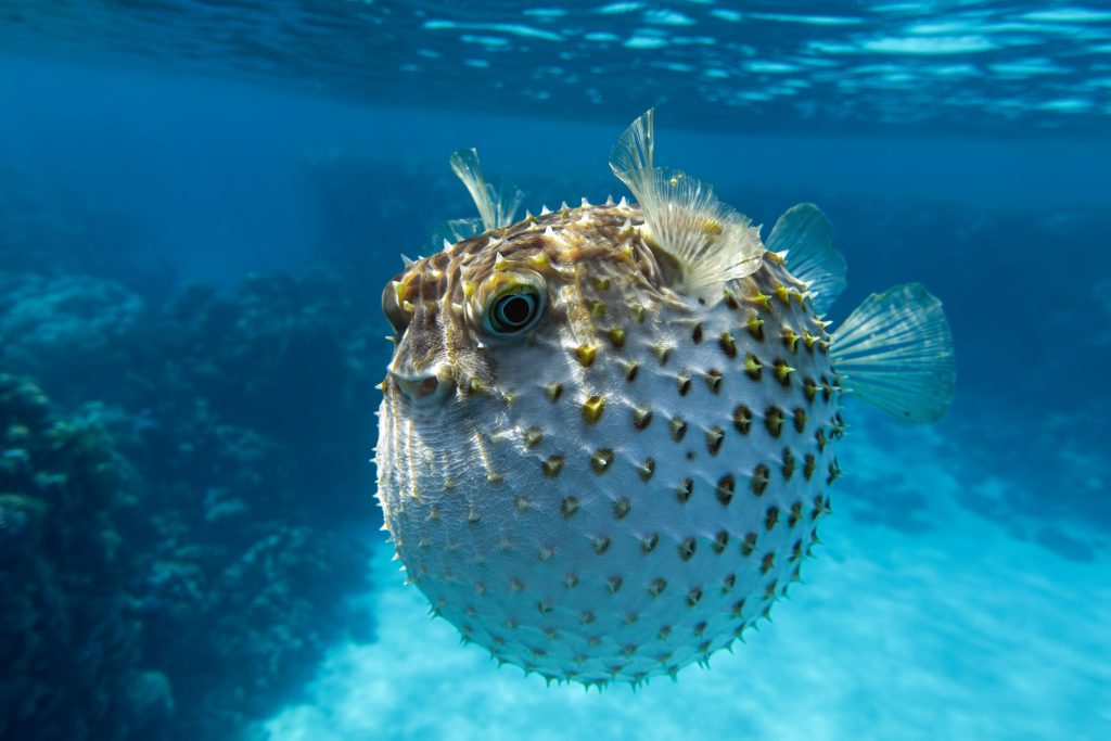 poisson ballon