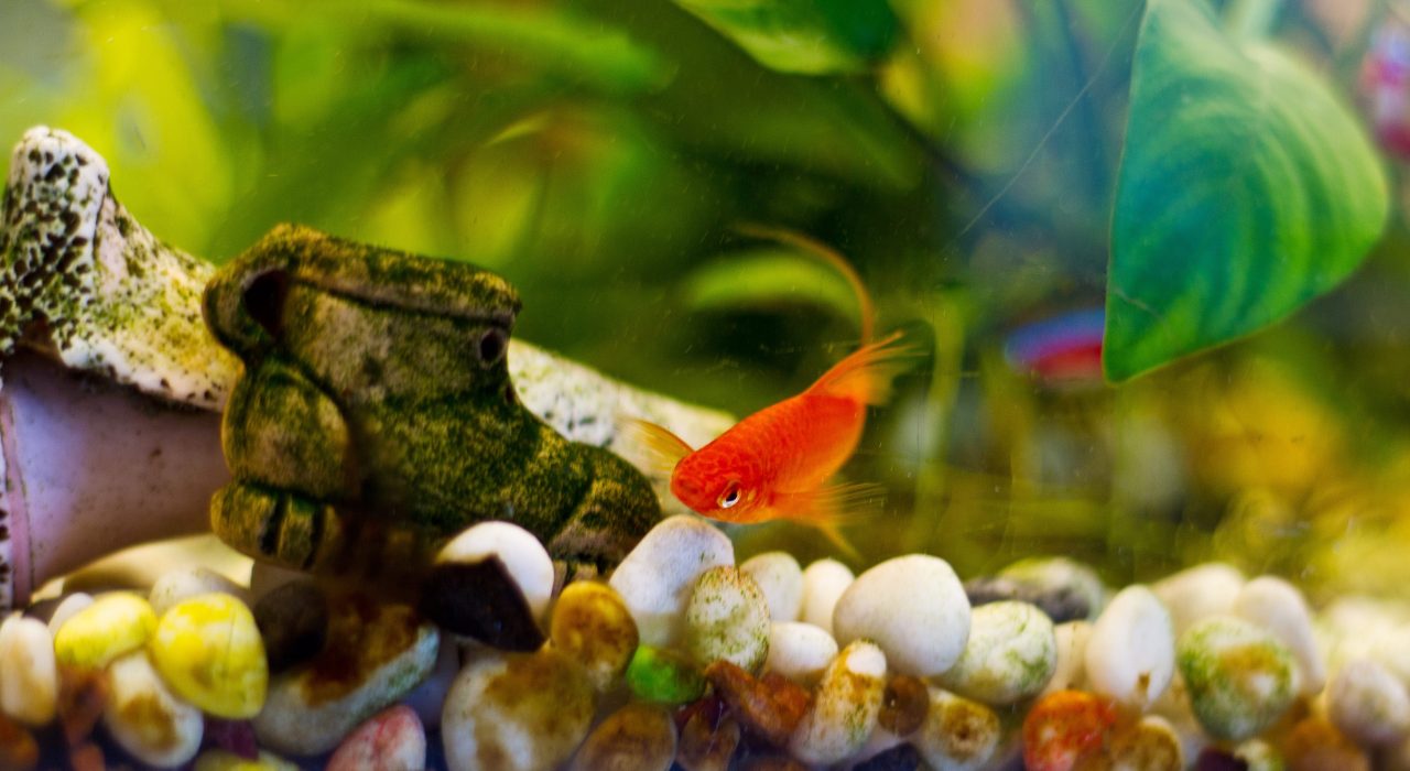 Poisson se frotte au décor de l’aquarium : Causes et Traitements