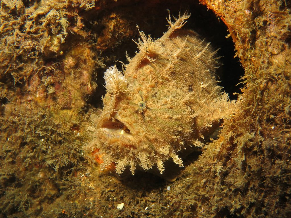 poisson-grenouille hirsute