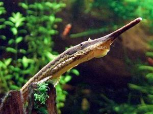 Poissons Nettoyeurs Les Espèces Et Leur Utilité Autour