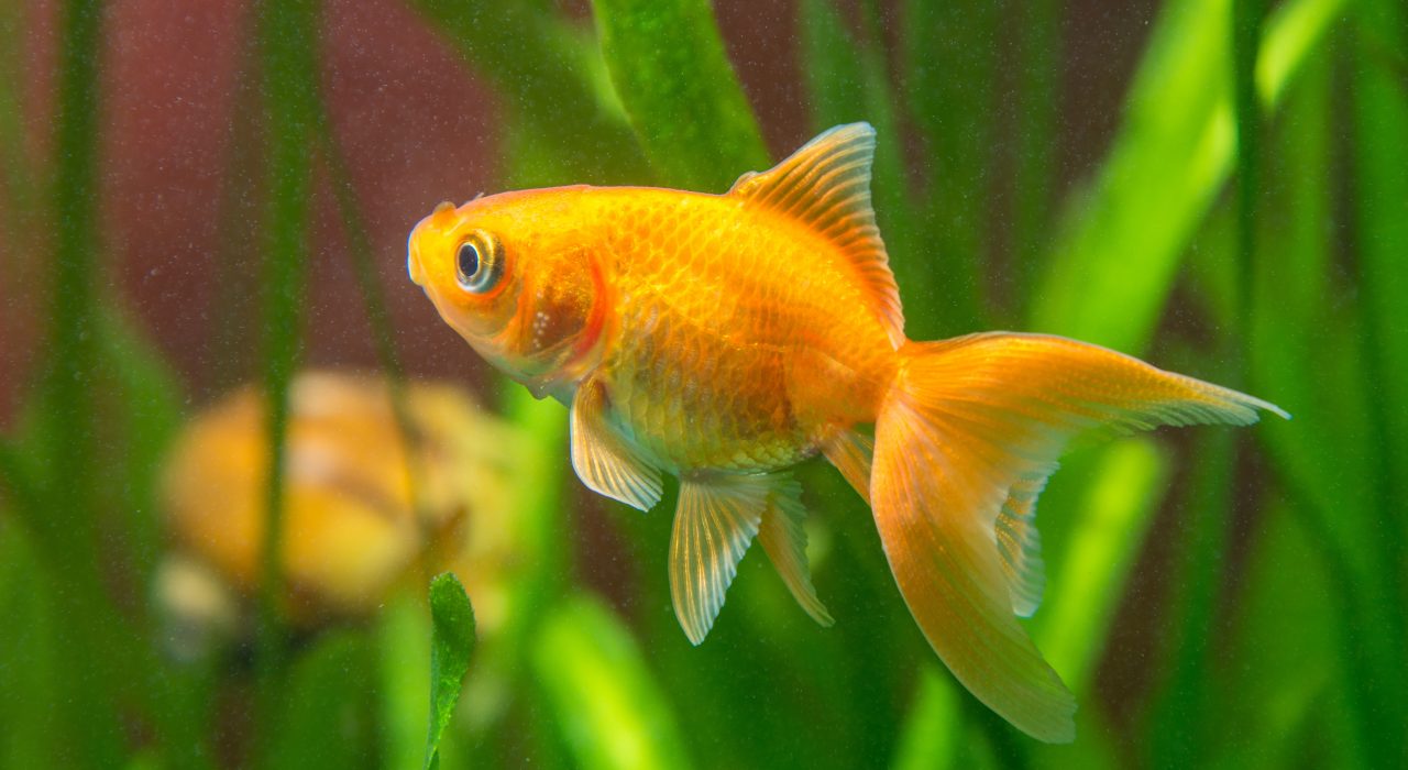 Quelle est la durée de vie du poisson rouge ?