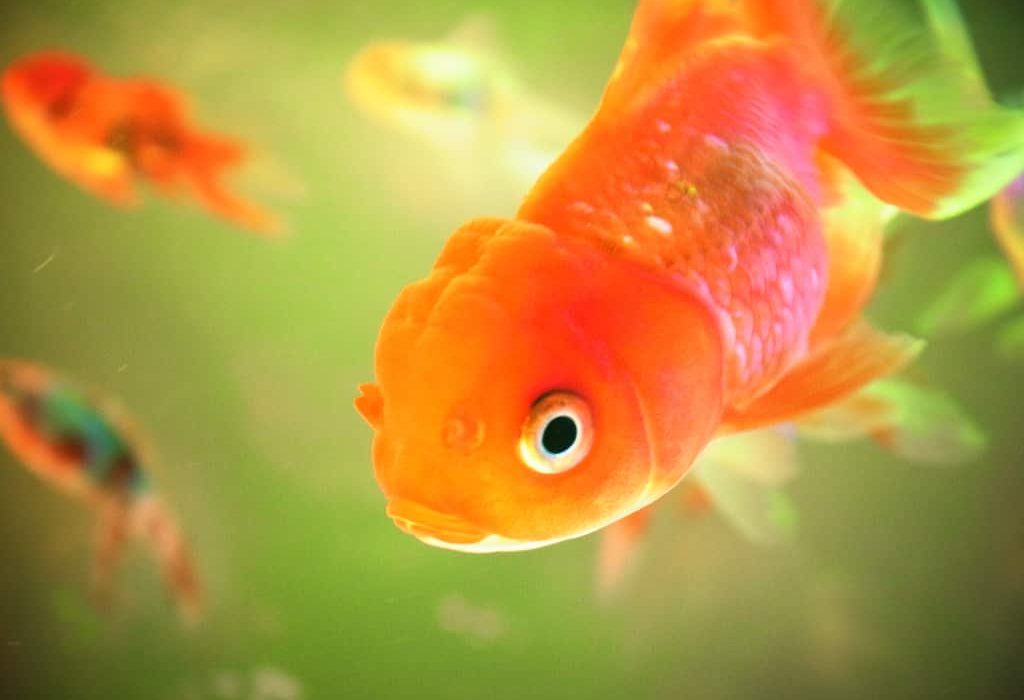 Maladies des poissons rouges: Tout Savoir pour les soigner