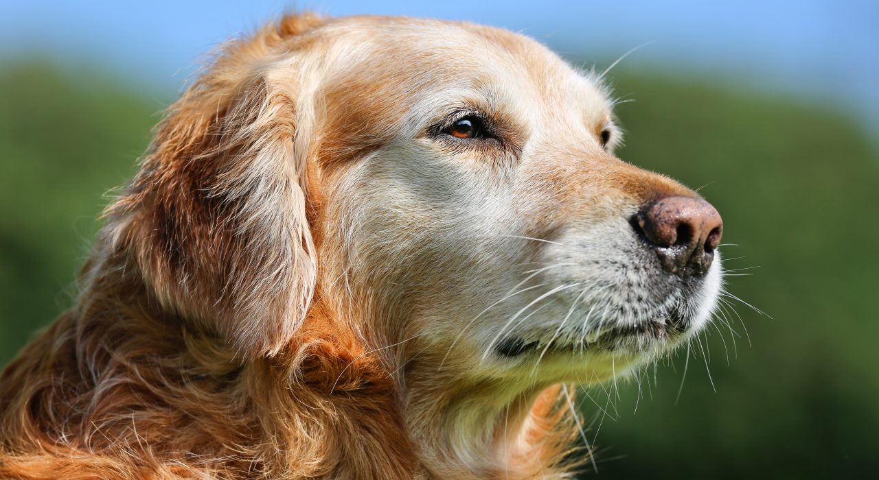 Vivre avec un chien âgé : un guide pour son bien-être