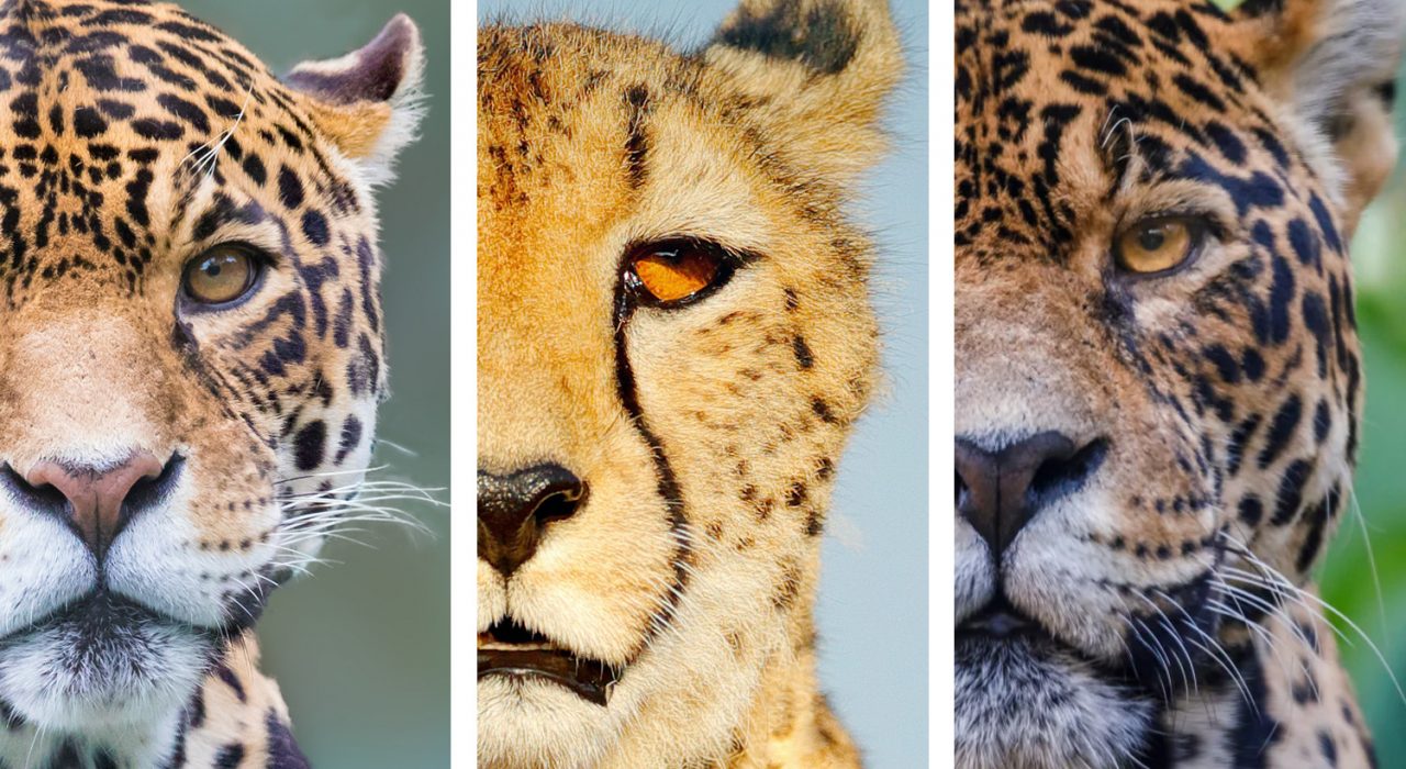 Quelles différences entre Léopard, Guépard et Jaguar ?