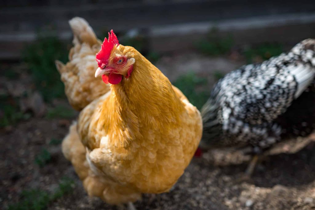 Acheter Des Poules Conseils Et Infos Autour Des Animaux