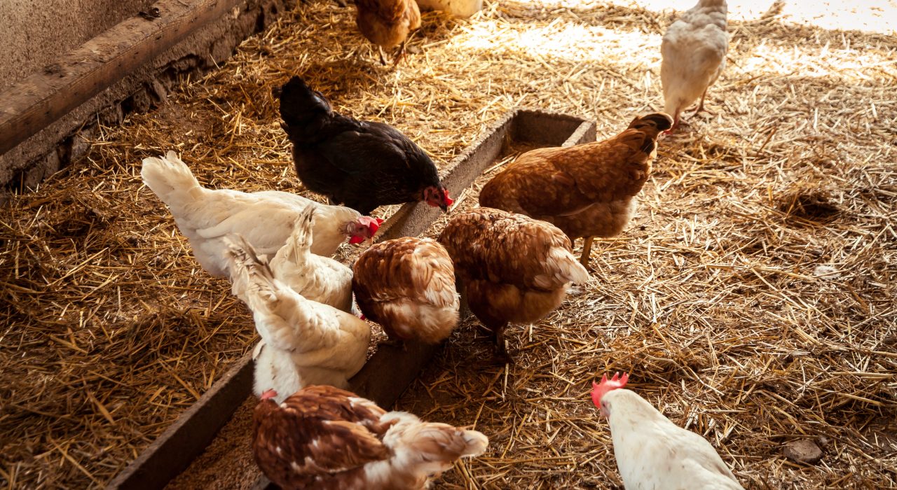 Grippe aviaire : comment protéger vos poules ?