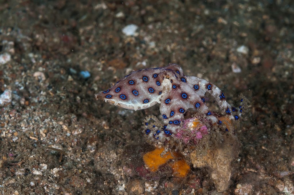 poulpe aux anneaux bleus