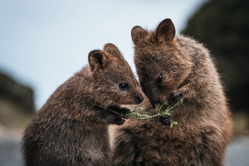 Bébé quokka avec sa mère