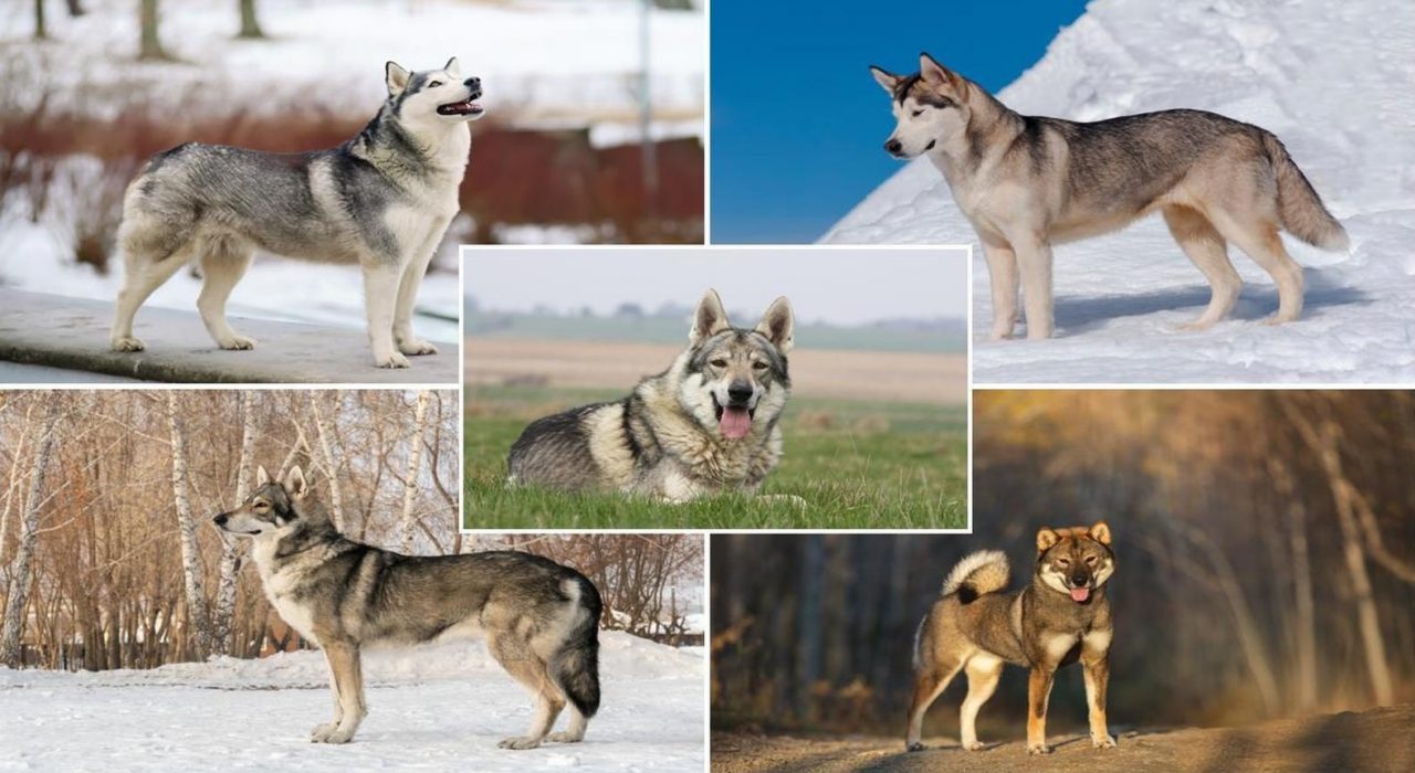 Chiens-loups : Top 5 races de chiens qui ressemblent aux loups