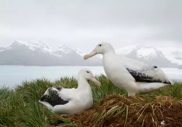 Photo Albatros hurleur (Diomedea exulans) #1